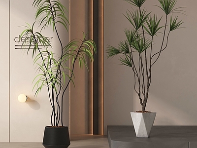 盆栽 植物 落地植物