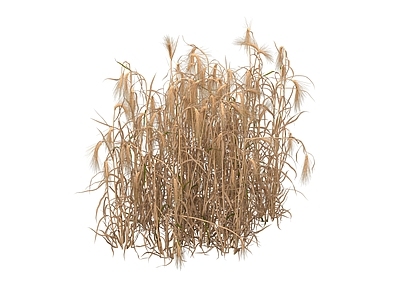 草 麦子 小麦 麦田 麦穗 高粱 稻草 大麦草 狗尾草 枯草