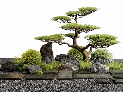 植物组合 松树 灌木 景观石头 汀步 石板路
