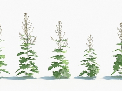 现代佛龛 现代装饰植物