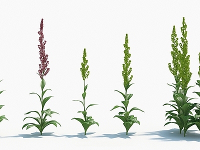 现代佛龛 现代装饰植物