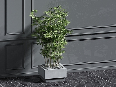现代佛龛 植物
