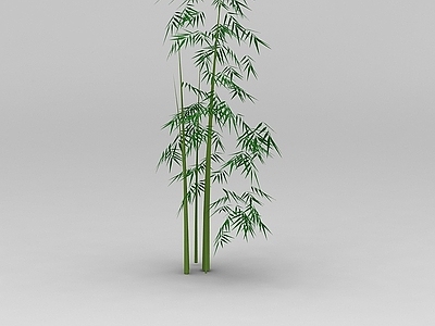 现代竹子