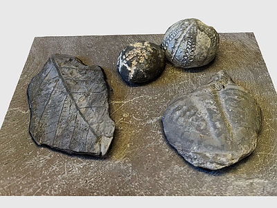 现代石头 化石 动物化石 石头
