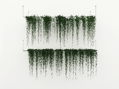 藤蔓 垂吊藤蔓 爬山虎