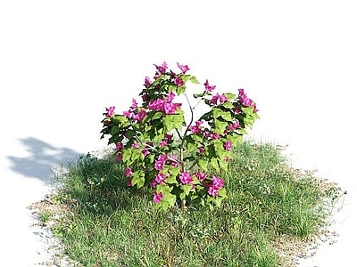 现代开花灌木