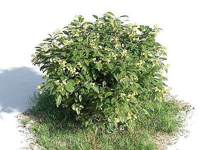 现代灌木