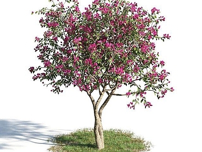 现代开花小乔木