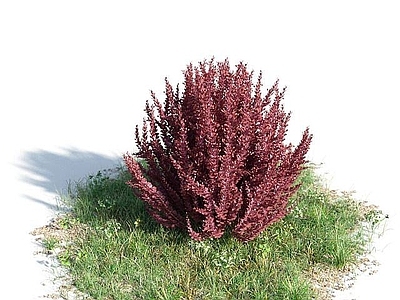 现代公园观赏植物