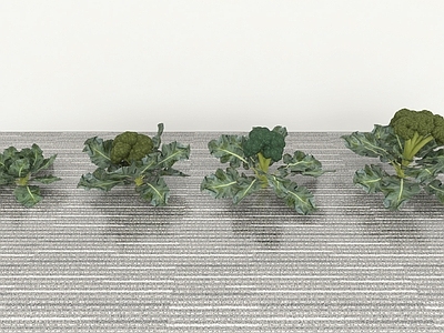农作物 花菜
