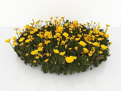 花草组合 花卉 金鸡菊