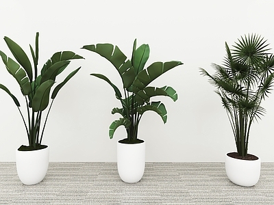 盆栽 绿植盆栽