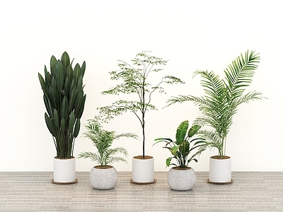 盆栽 绿植盆栽