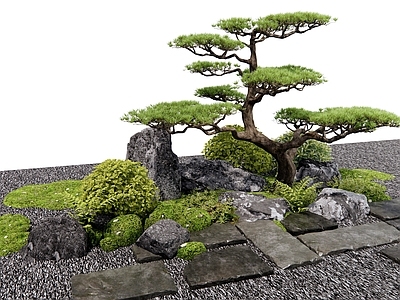植物组合 汀步石 松树 景观石头 灌木 庭院小品