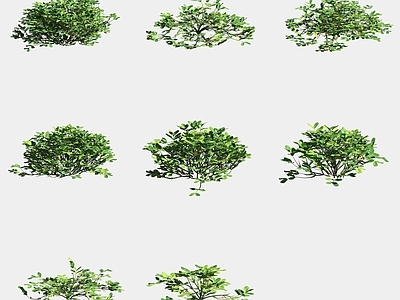农作物 花生苗农作物庄稼