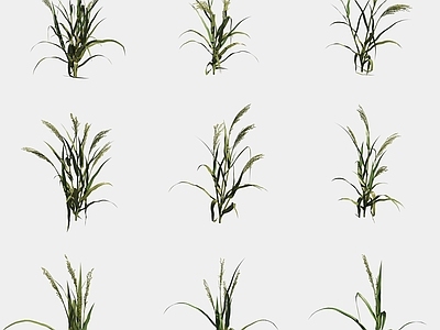农作物 稷糜子农作物庄稼
