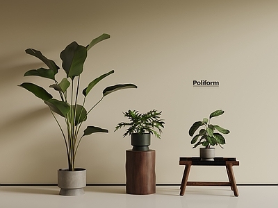 盆栽 中古风绿植 盆栽植物