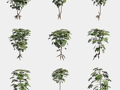 农作物 木薯农作物庄稼蔬
