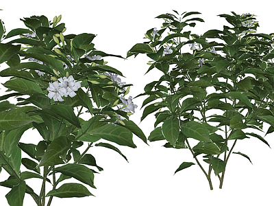 灌木 盆栽灌木 开花灌木 狗牙花