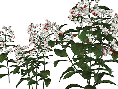 灌木 盆栽灌木 开花灌木 龙吐珠