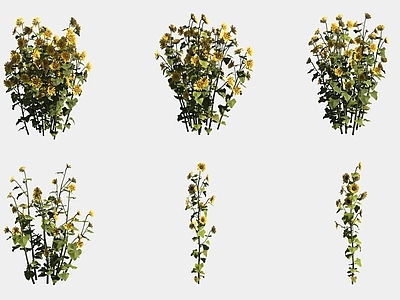 花草组合 向日葵花