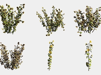 花草组合 向日葵花