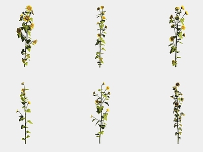 花草组合 向日葵花