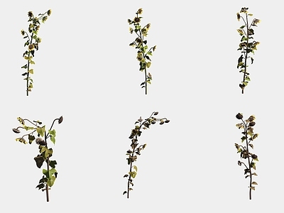 花草组合 向日葵花