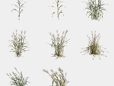 花草组合 小麦农作物庄稼
