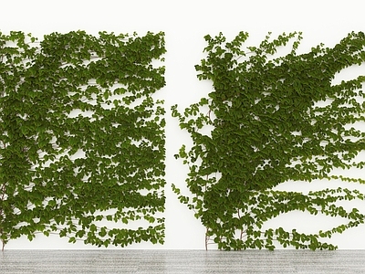 藤蔓 藤蔓墙爬山虎