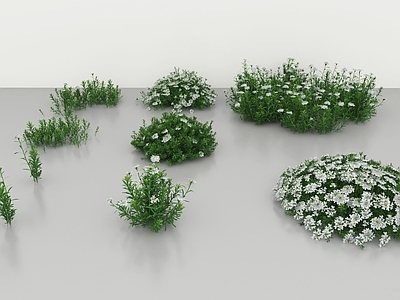 农作物 香菜