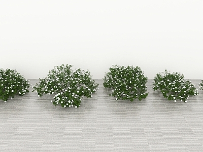 农作物 香菜