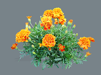 花草 2D孔雀草 小万寿菊 西番菊 红黄草 缎子花