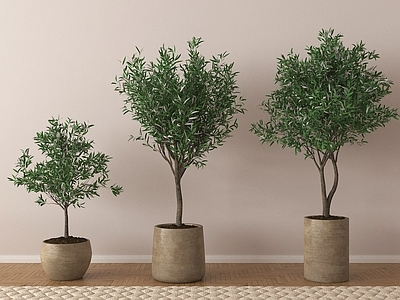 盆栽 花盆盆景 绿植盆栽