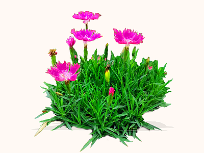 花草 2D欧石竹