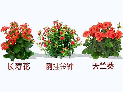 花草 2D长寿花 倒挂金钟 天竺葵 洋绣球 燕子海棠