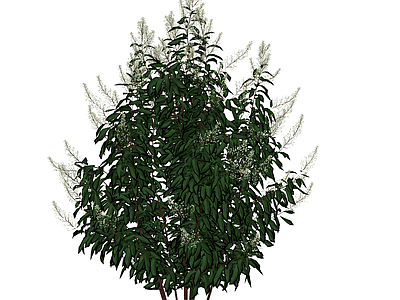 灌木 花丛灌木 绣线菊