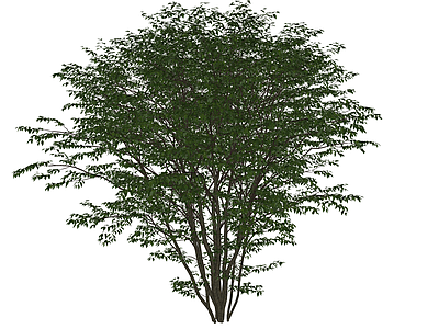 灌木 绿植灌木 金银木