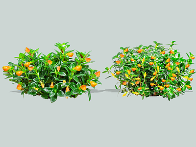 花草 2D金鱼吊兰 小袋鼠花 金鱼花 袋鼠吊兰 袋鼠花