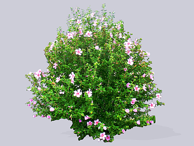 灌木 2D木槿花 朝开暮落花 篱障花 喇叭花 木棉