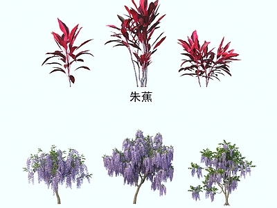 灌木 灌木花草 植物类