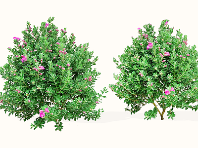 灌木 2D红花玉芙蓉