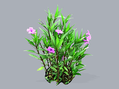 花草 2D蓝花草 翠芦莉