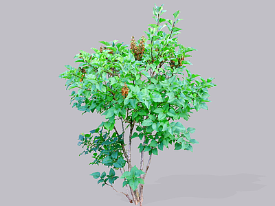 灌木 2D山茱萸 枣皮 山萸肉 药枣