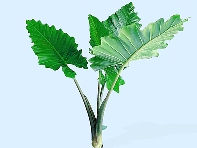 灌木 波尔图巨浪海芋 2D海芋