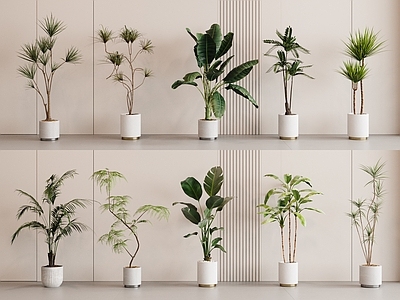 盆栽 盆栽 植物 绿植 天堂鸟 罗汉松