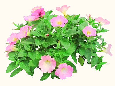 花草 2D矮牵牛 灵芝牡丹 毽子花 矮喇叭 撞羽朝颜