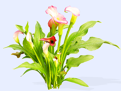 灌木 2D马蹄莲 慈姑花 水芋 海芋百合 花芋