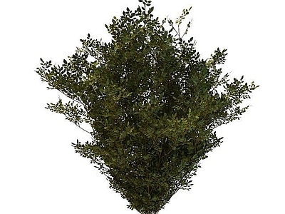 现代灌木 枸杞树
