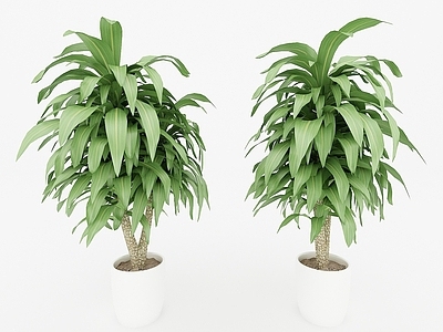 现代佛龛 现代风格植物